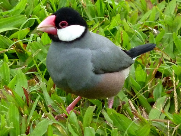 US birds java sparrow
