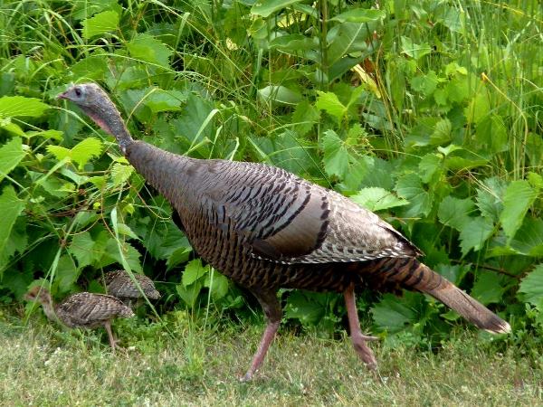 US birds turkey