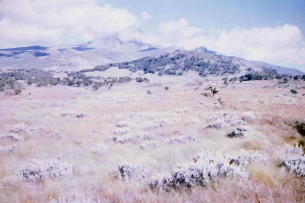 Walking through Kilimanjaro's heathlands, 25 December 1959