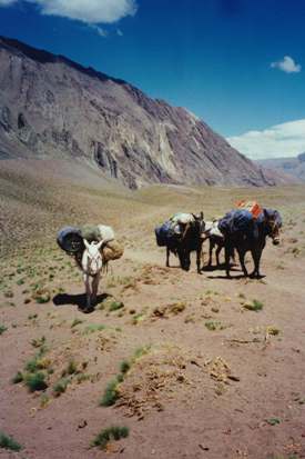 Mules making their way up the Horcones Valley