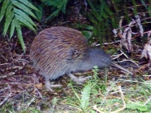 Countries-035-New-Zealand-02