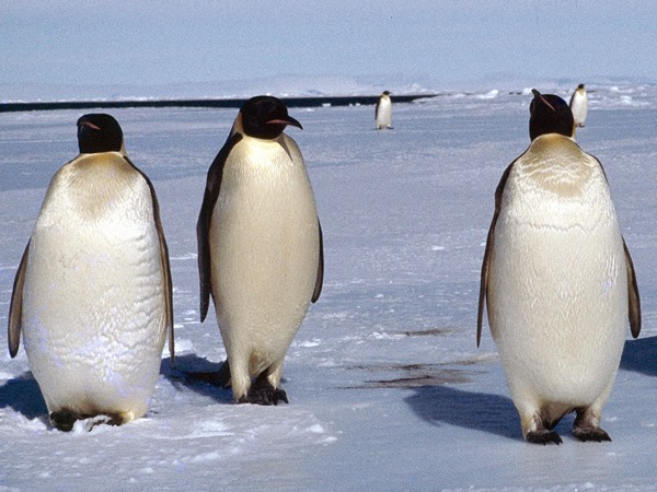 Countries-038-Antarctica-02