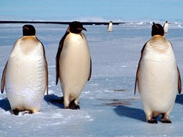 Penguins page masthead photo